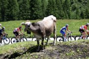 TOUR DE SUISSE