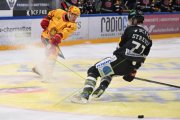FRIBOURG - TIGERS