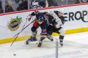 WINNIPEG - ARIZONA
