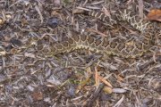 FUSBBALL WM 2026