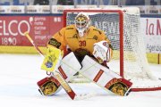 AMBRI - TIGERS